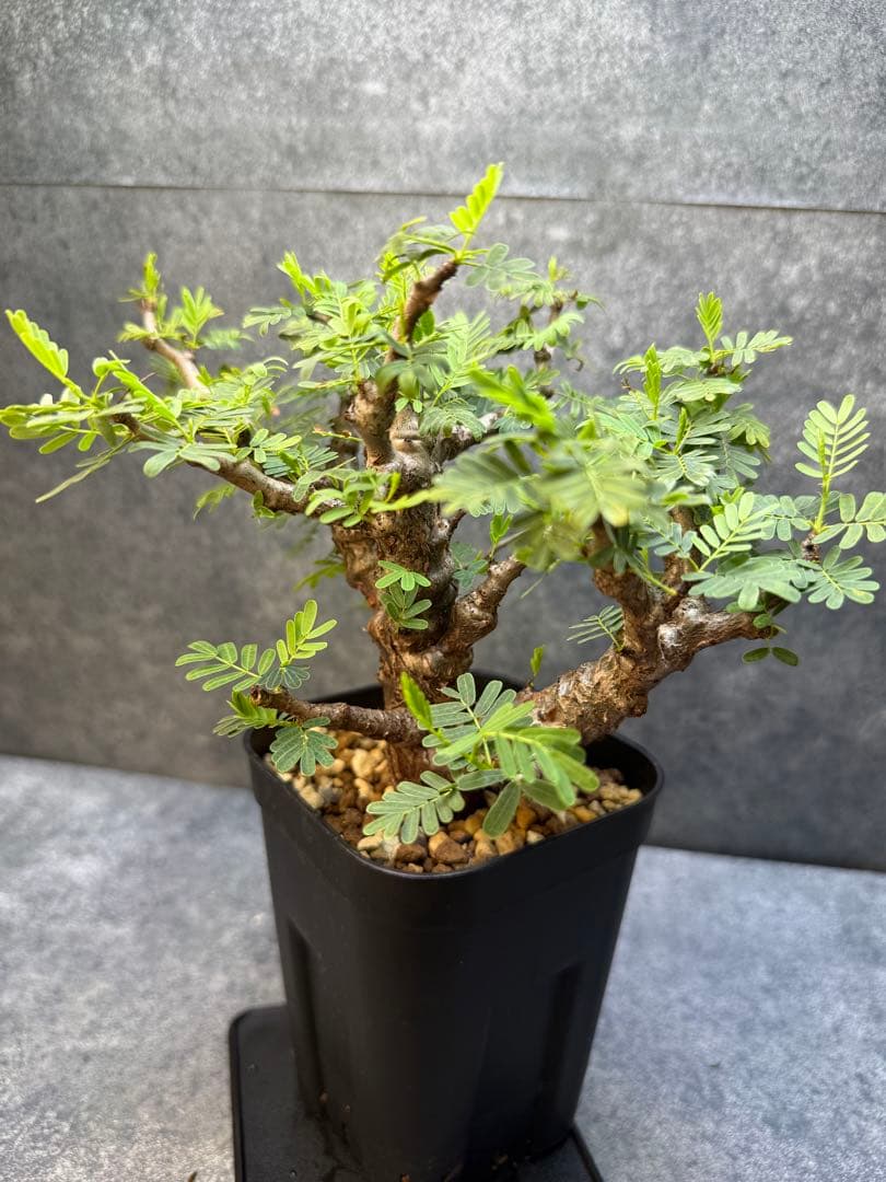 センナ　メリディオナリス　海外実生　発根済み　355