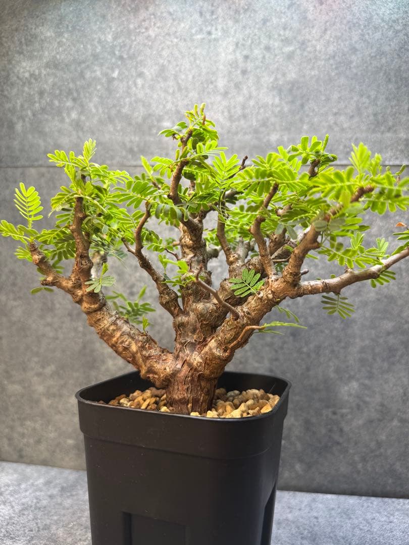 センナ　メリディオナリス　海外実生　発根済み　355