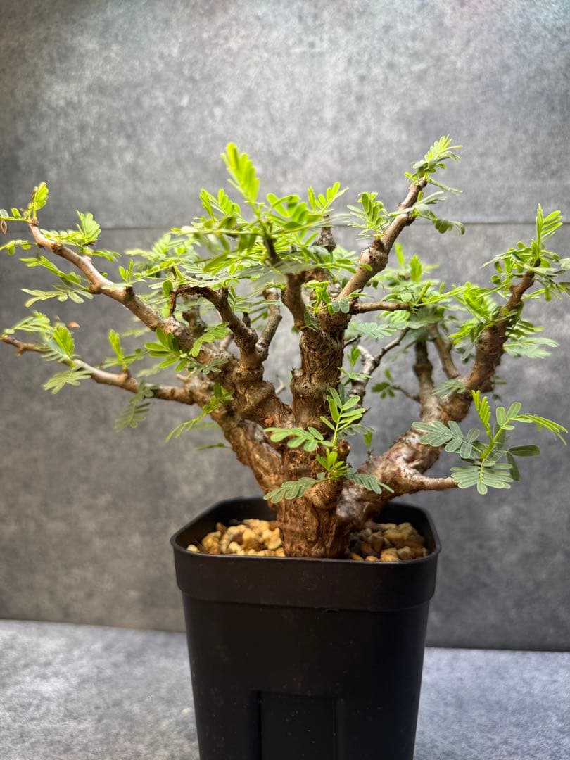 センナ　メリディオナリス　海外実生　発根済み　355