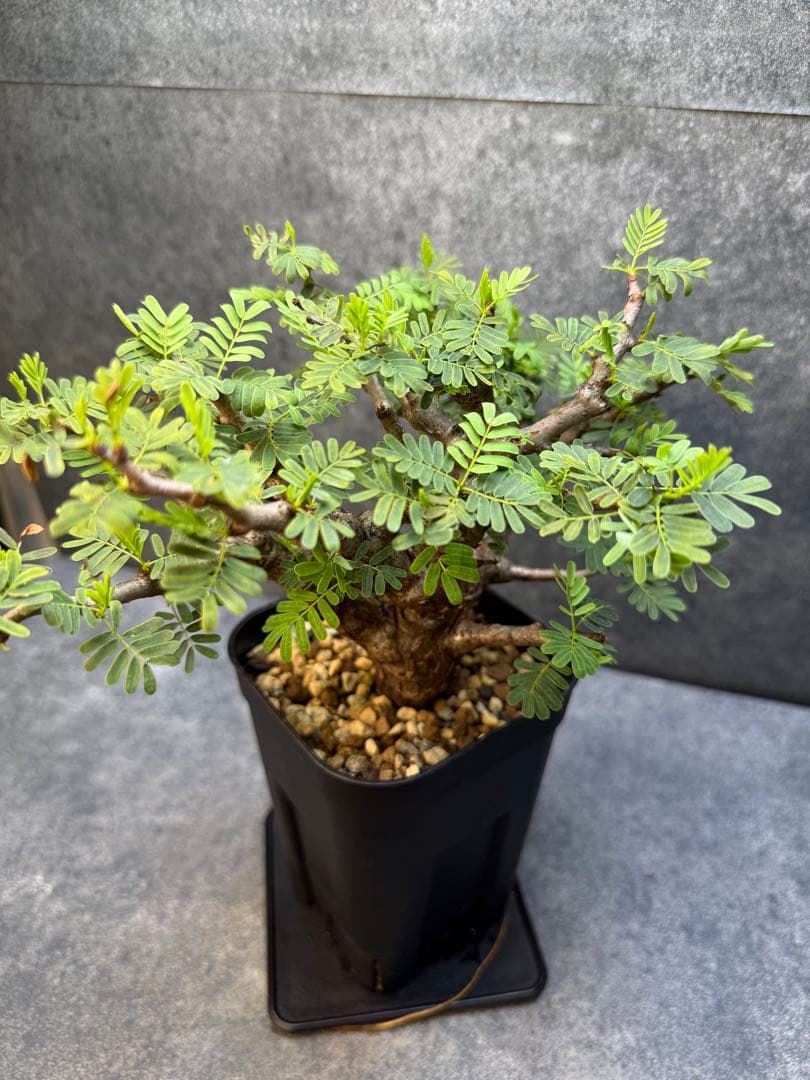 センナ　メリディオナリス　海外実生　発根済み　355