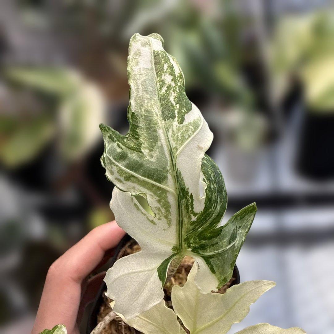 りく希少ブランキフォリア アルボ ニンジャフルミント芋