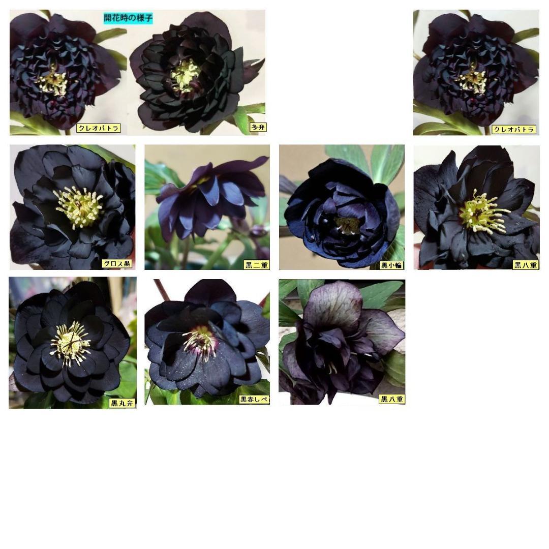 クリスマスローズクレオパトラ等黒花交配発芽苗10 小