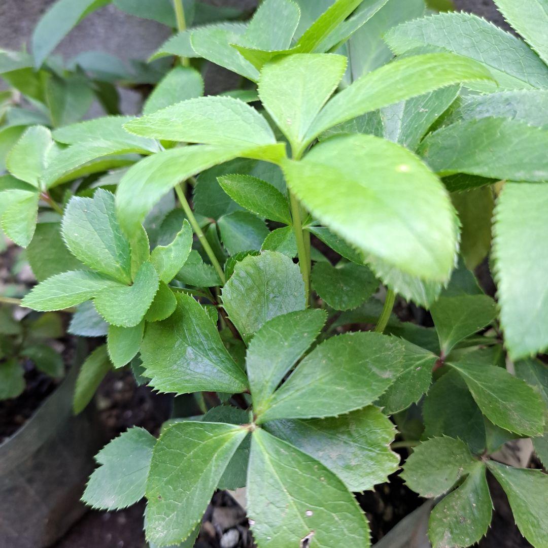 クリスマスローズクレオパトラ等黒花交配発芽苗10 小