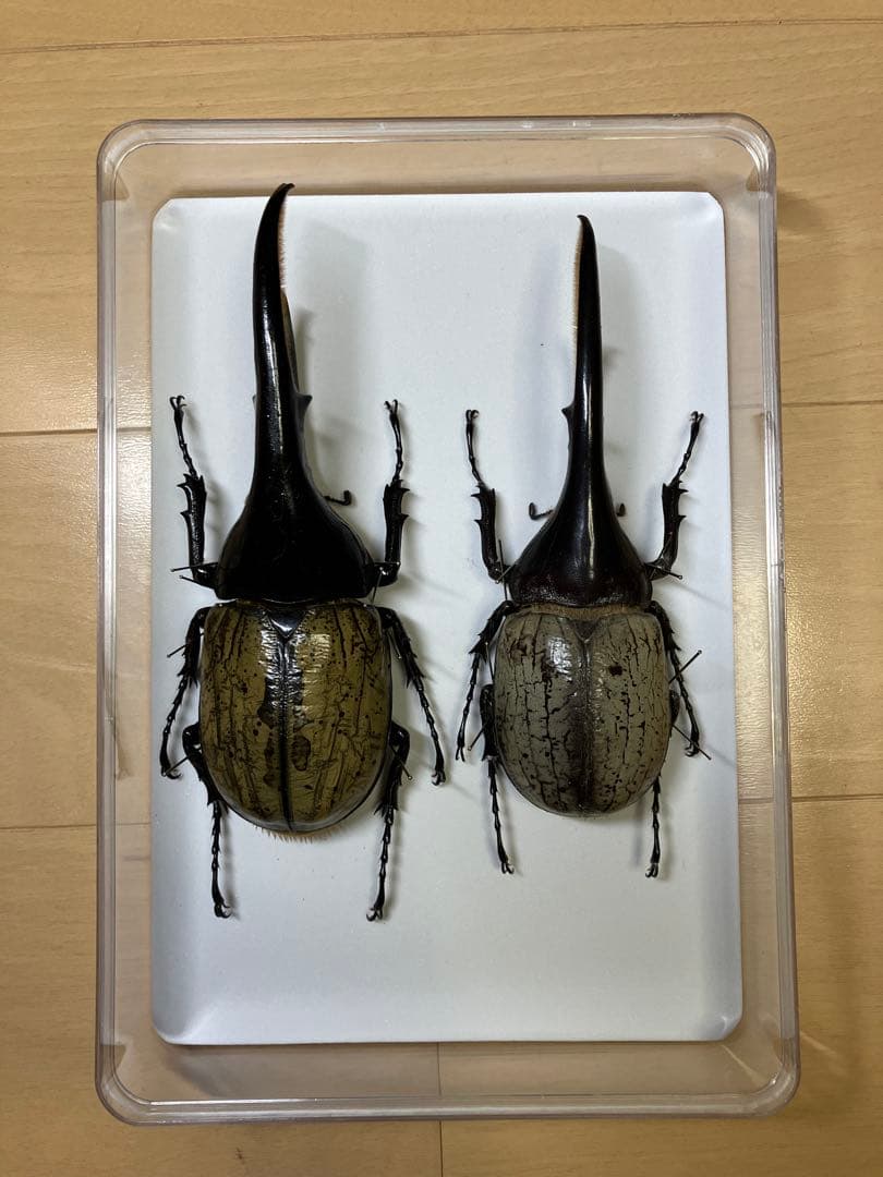 カブトムシ標本 4体セット