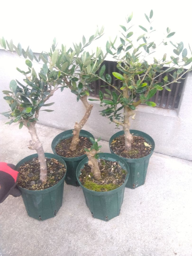 オリーブ　古木　盆栽　５号鉢つき　４鉢セット❗　　⑥
