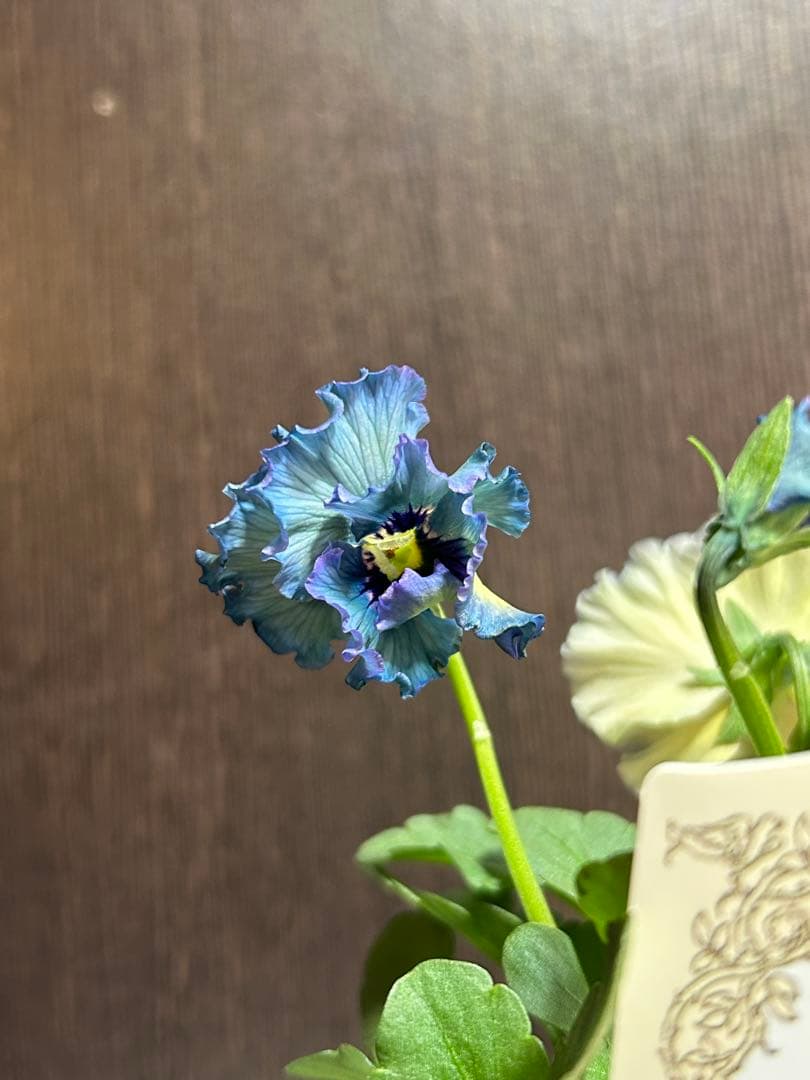 ビオラレディ 4ポットセット