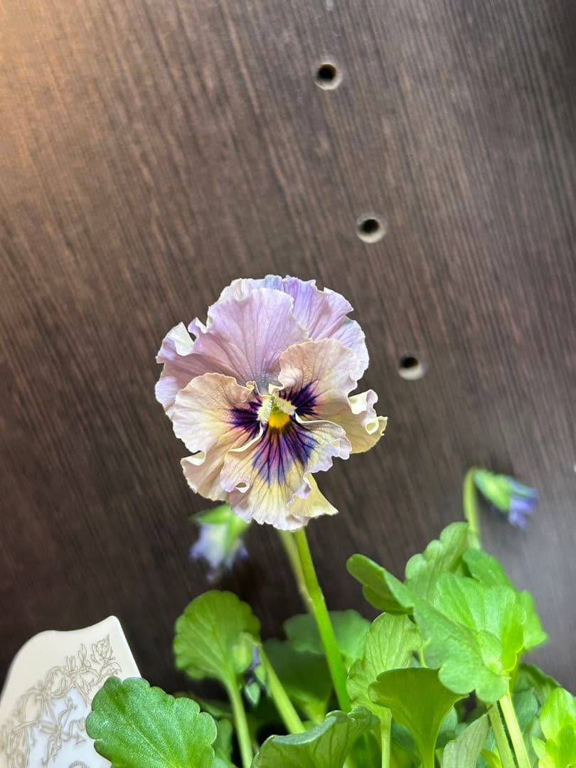 ビオラレディ 4ポットセット