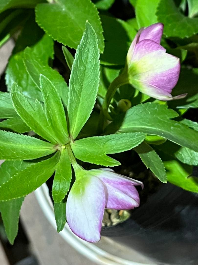 クリスマスローズ　ベビードール　横山園芸