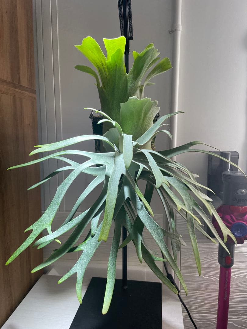 【お得】P. willinckii IZANAGI伊弉諾イザナギ子株小さめ#24