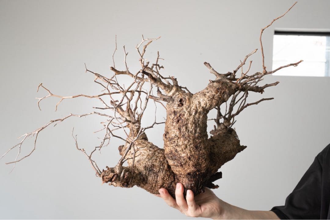 kK113 オペルクリカリア パキプス コーデックス ベアルート株