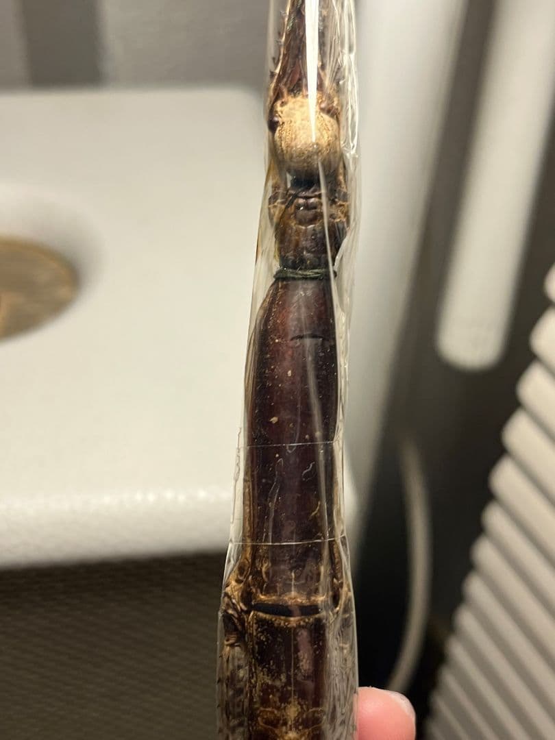 Tirachoidea westwoodiiナナフシ 標本 コノハムシタランチュ