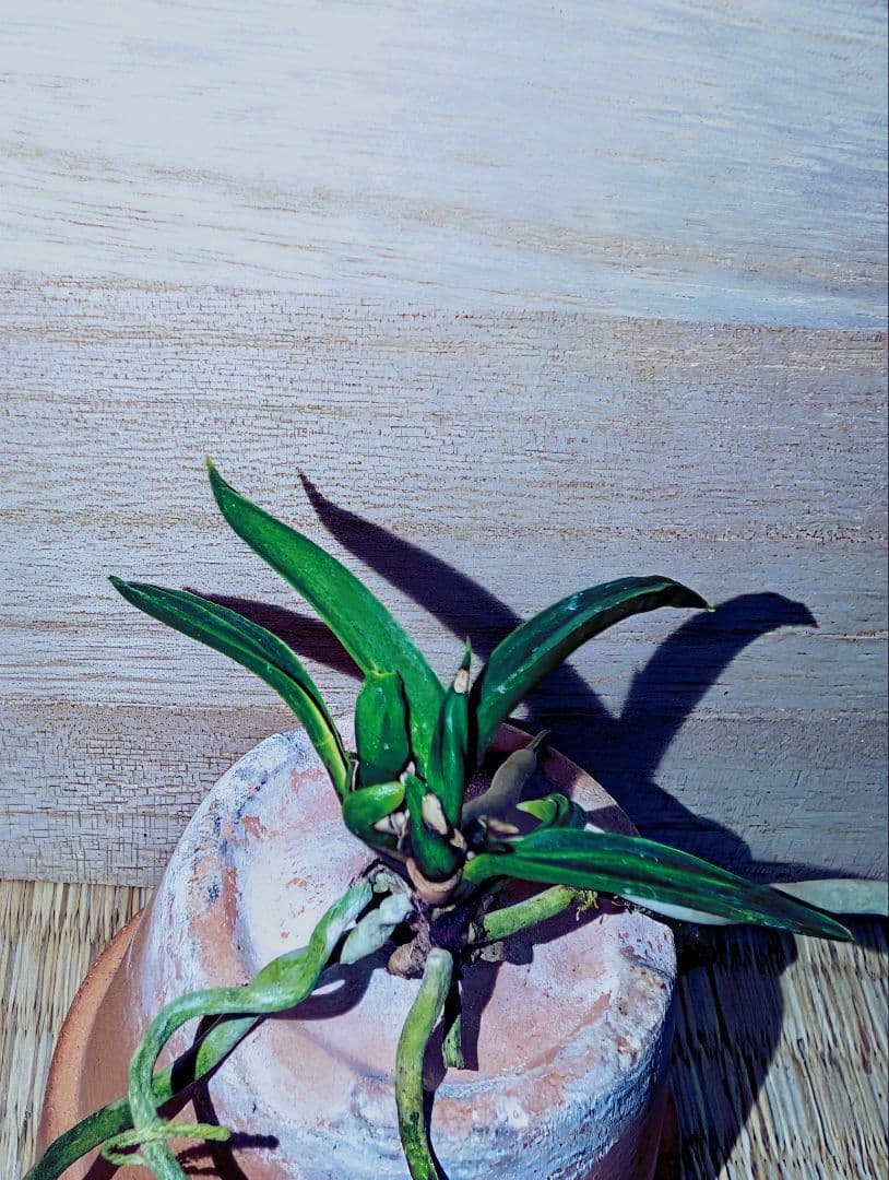 富貴蘭　オバＱ（本芸品）