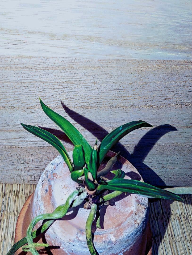 富貴蘭　オバＱ（本芸品）