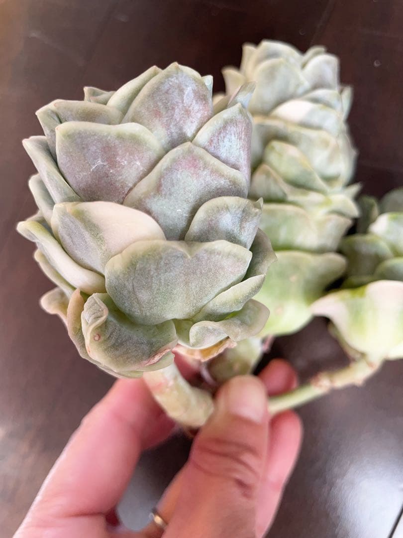 ラブリーローズ錦　古株群苗　 白斑入り　レア　エケベリア 多肉植物　三頭美斑入り