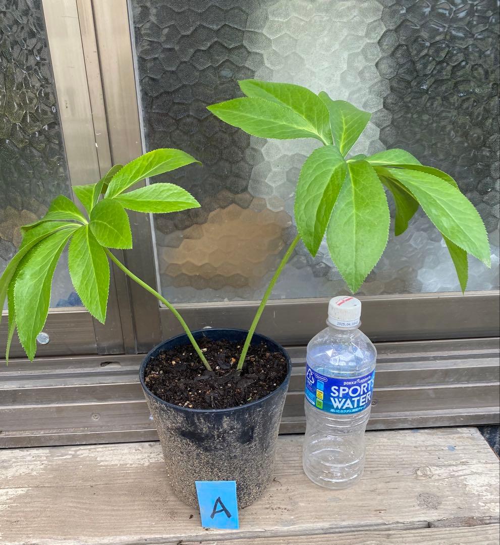 クリスマスローズ　苗