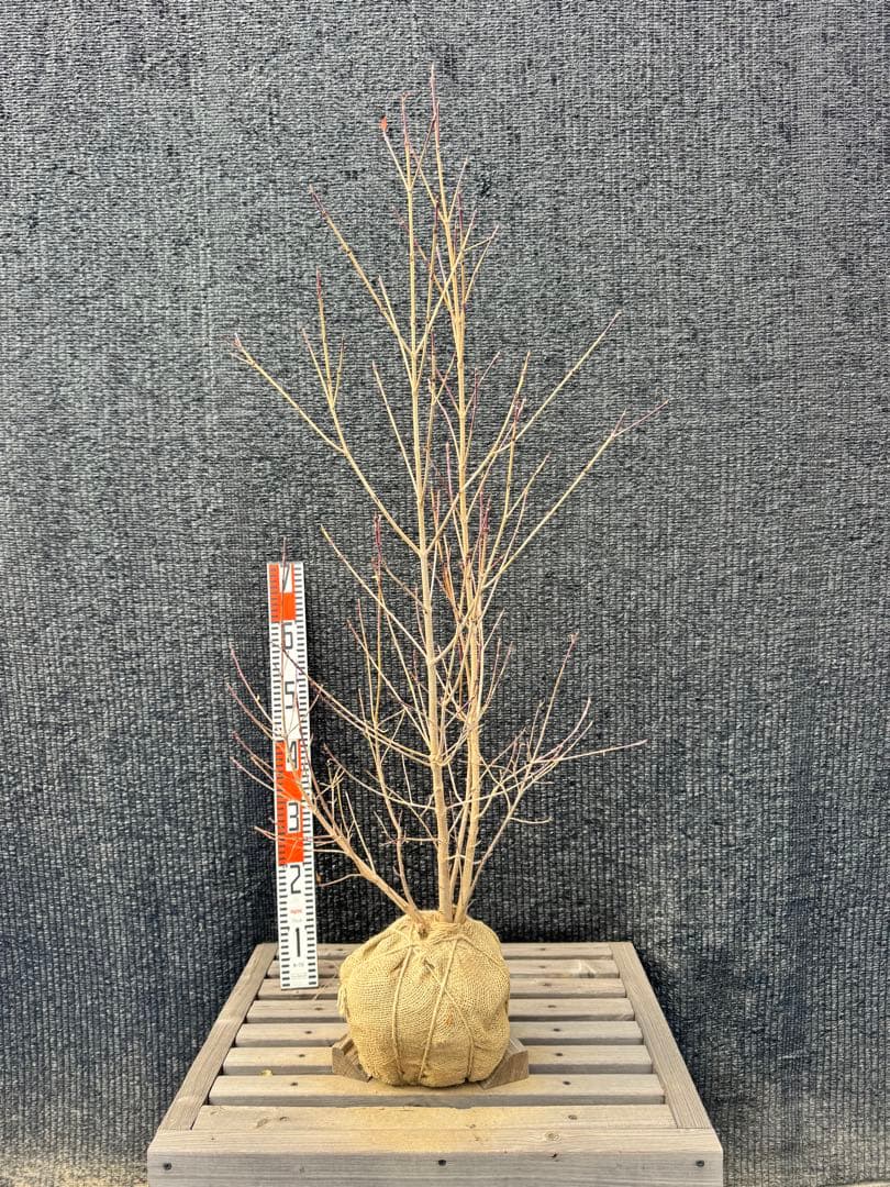 ヤマボウシ　株立ち　【品番3494】