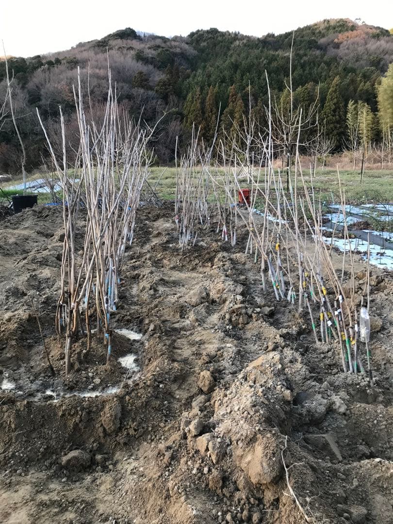 ピーカンナッツ　接木地堀苗　CLS-61