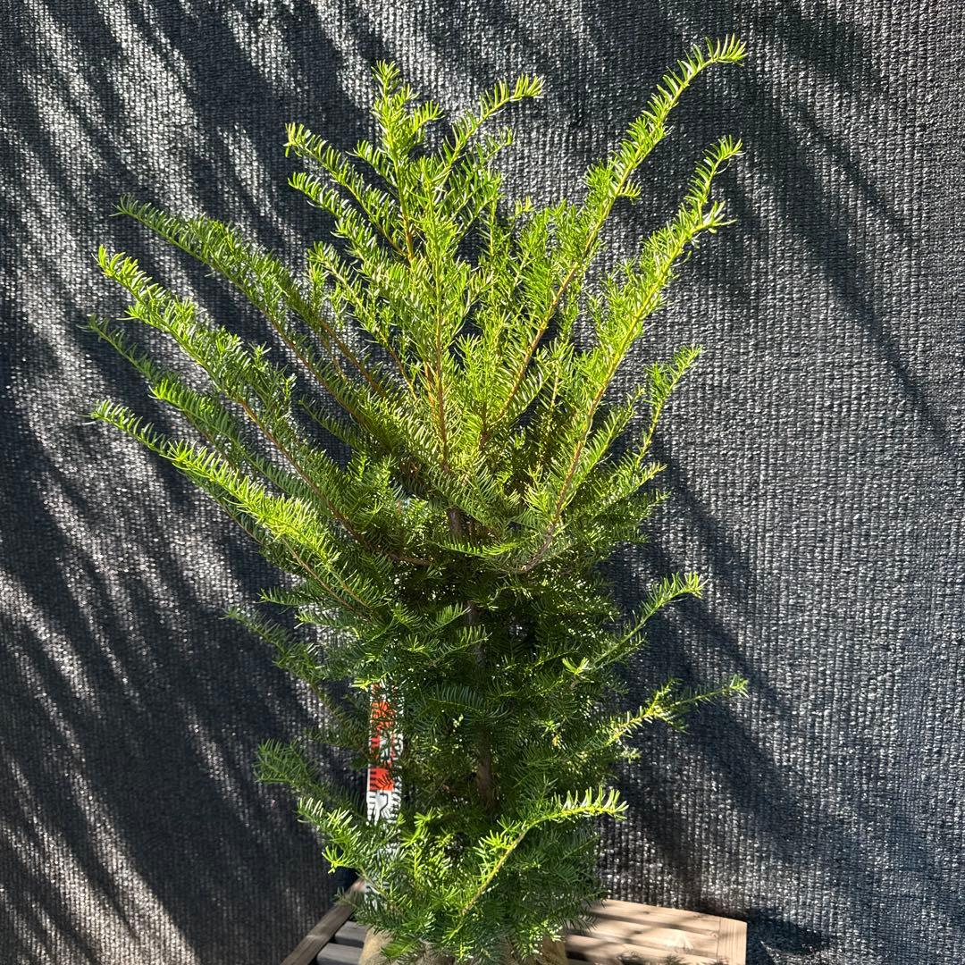 イチイ　アララギ　【品番3403】