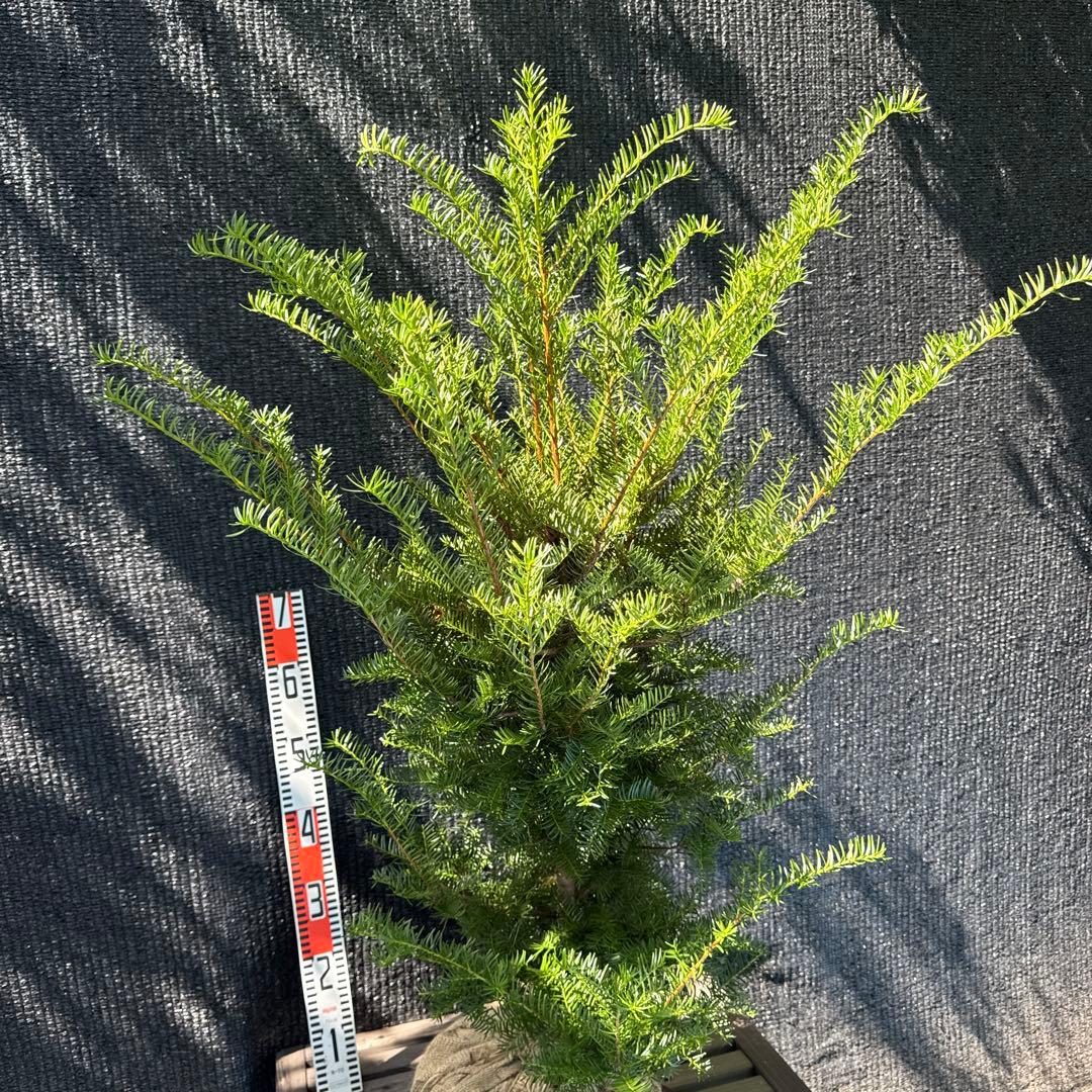 イチイ　アララギ　【品番3403】