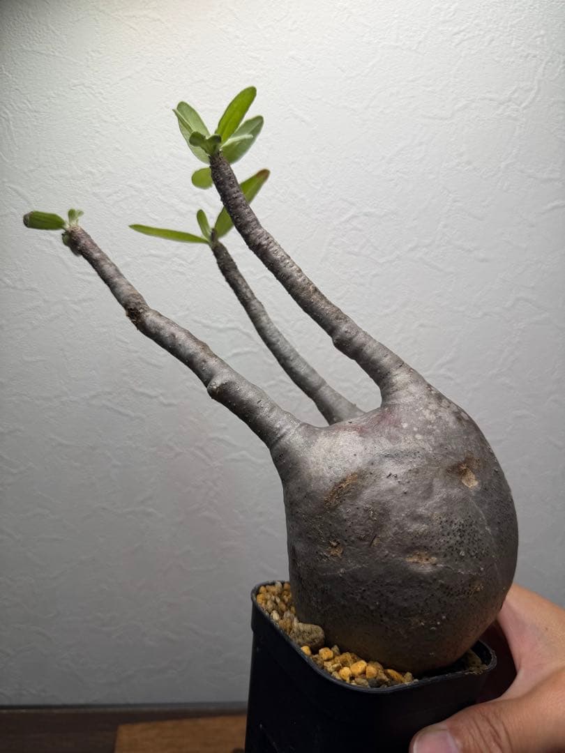 ３*照様 4.パキポディウム グラキリス