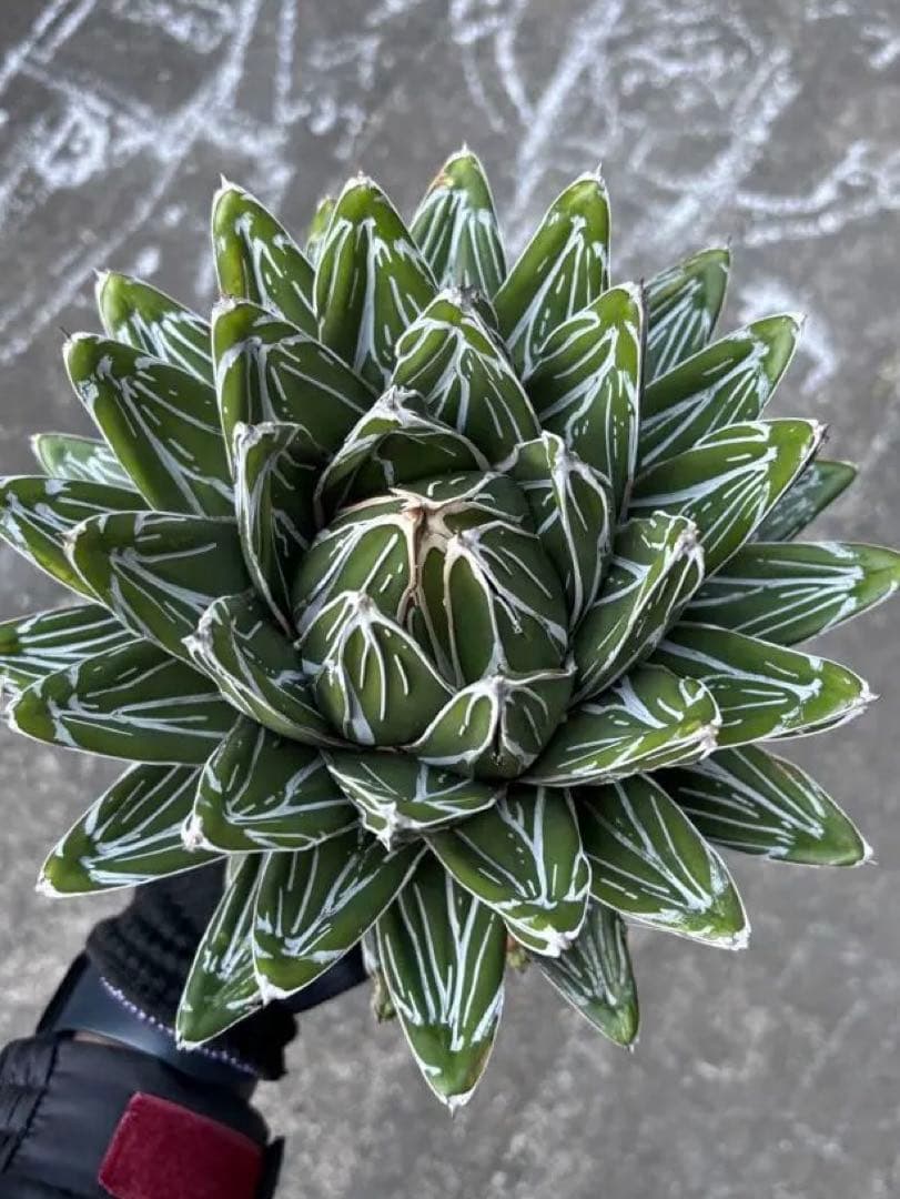 アガベ　笹の雪　極上株　子株3カブセット