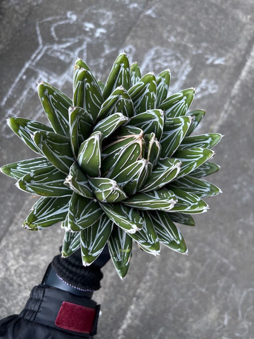 アガベ　笹の雪　極上株　子株3カブセット