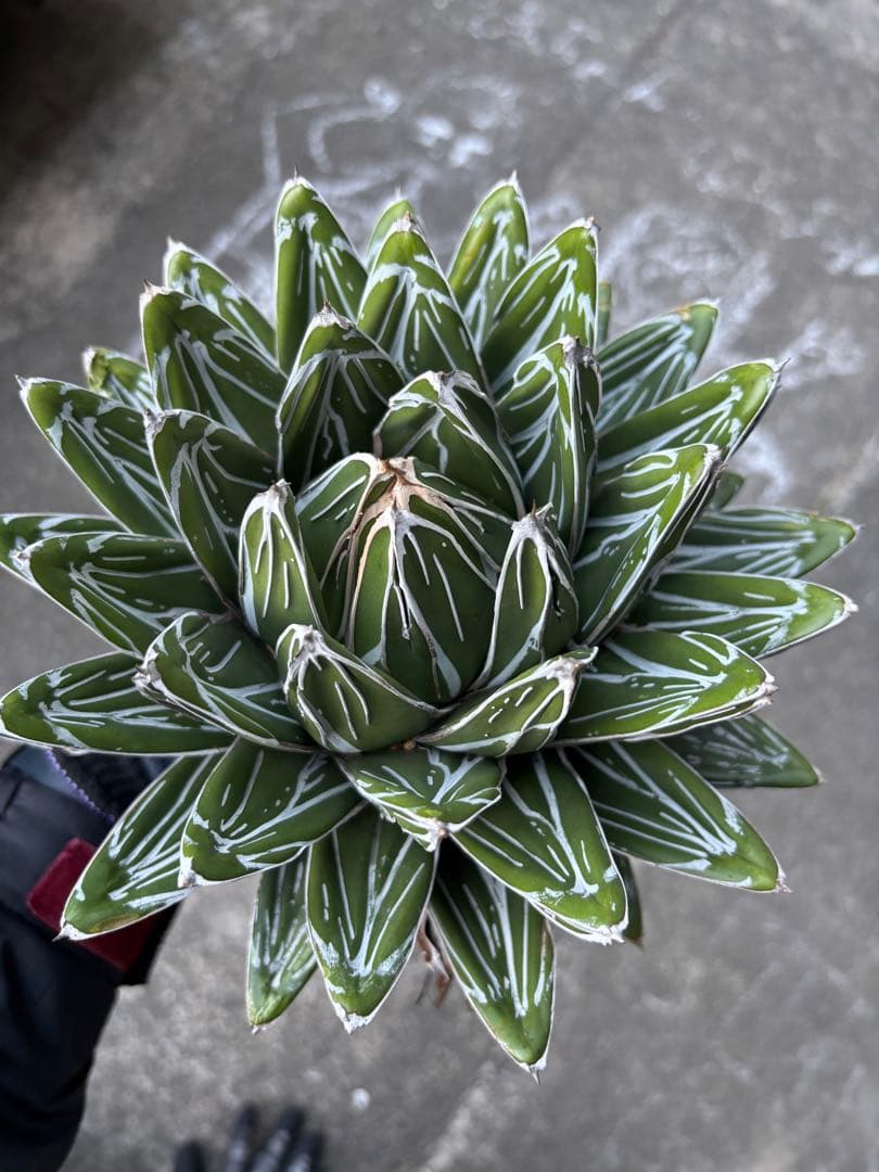 アガベ　笹の雪　極上株　子株3カブセット