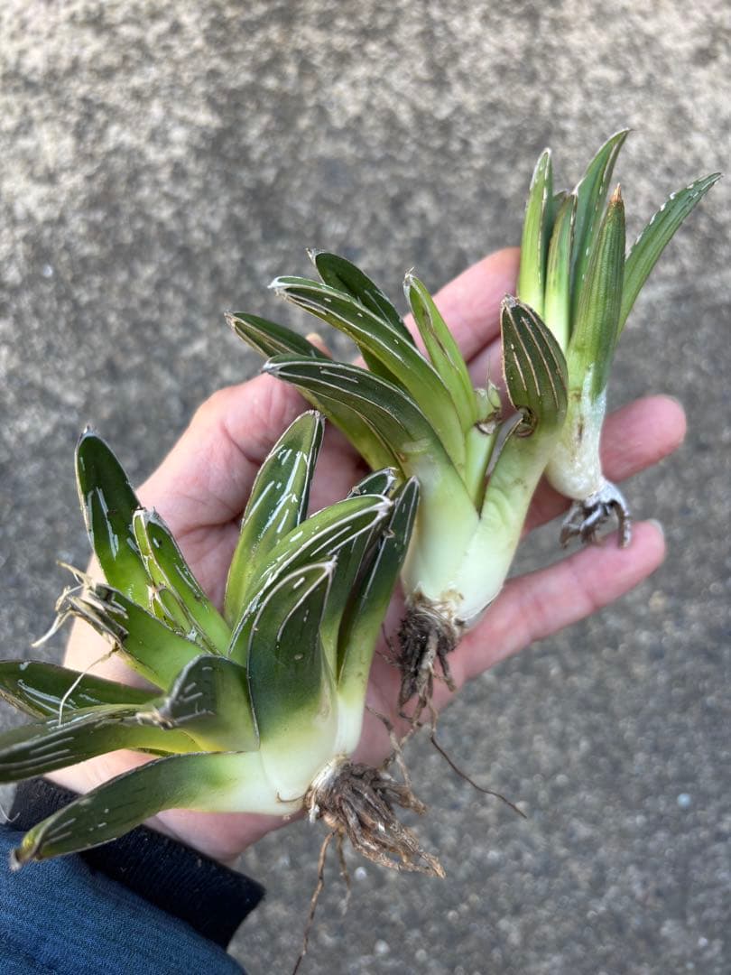 アガベ　笹の雪　極上株　子株3カブセット