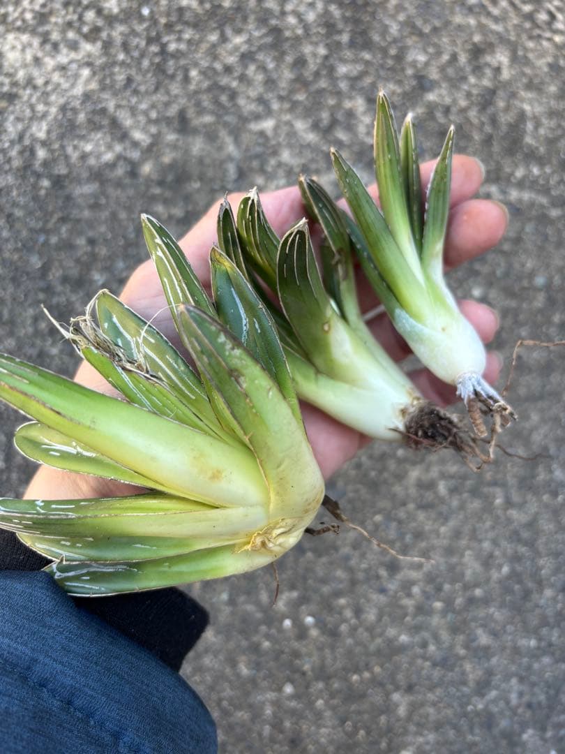 アガベ　笹の雪　極上株　子株3カブセット