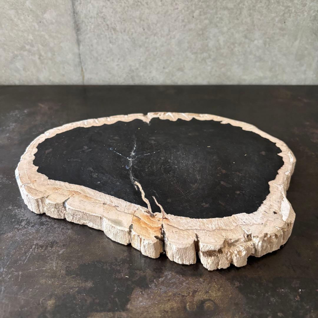 珪化木 木化石 フォッシルプレート C ペトリファイドウッド インテリア