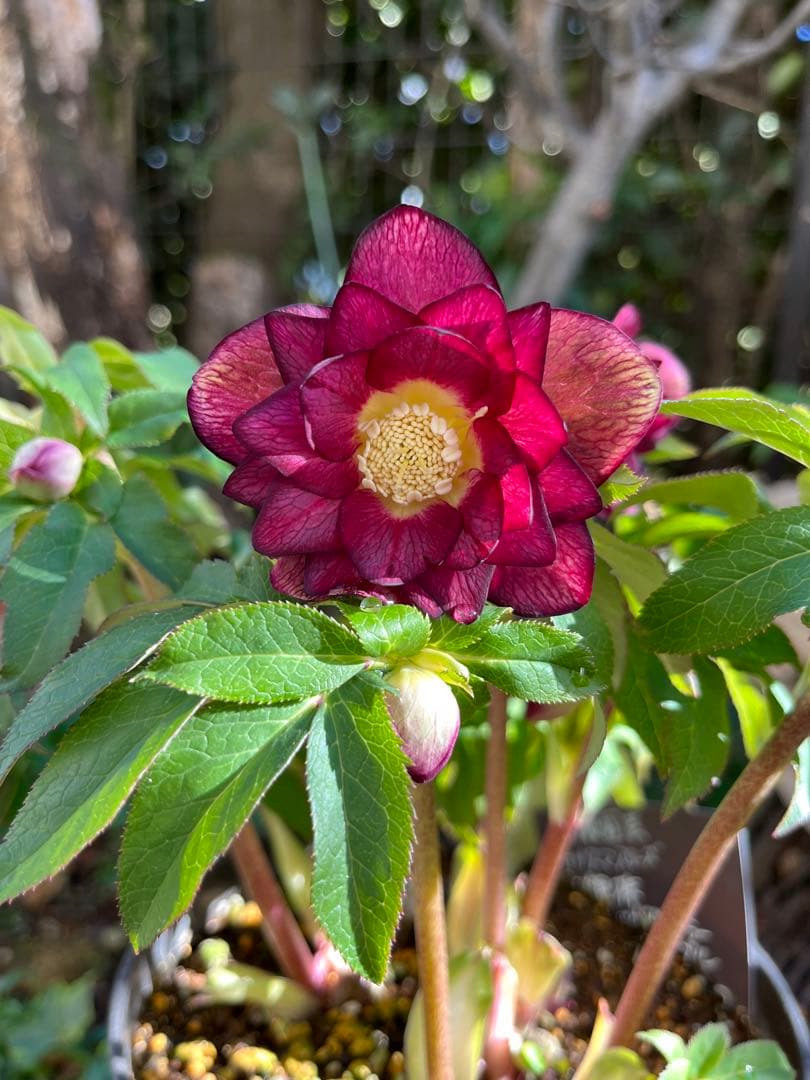 クリスマスローズ 開花株⭐︎