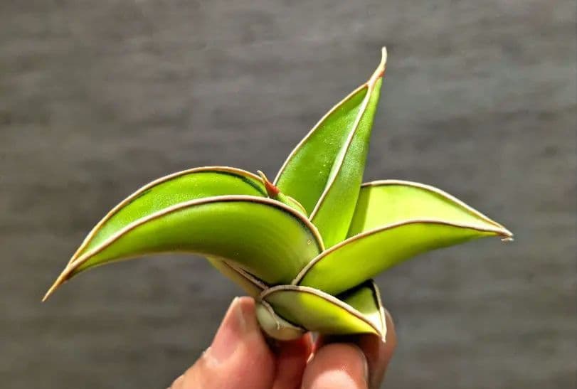 サンスベリア　ロリダ　グリーン斑　輸入極上株　サンセベリア　サボテン　多肉植物