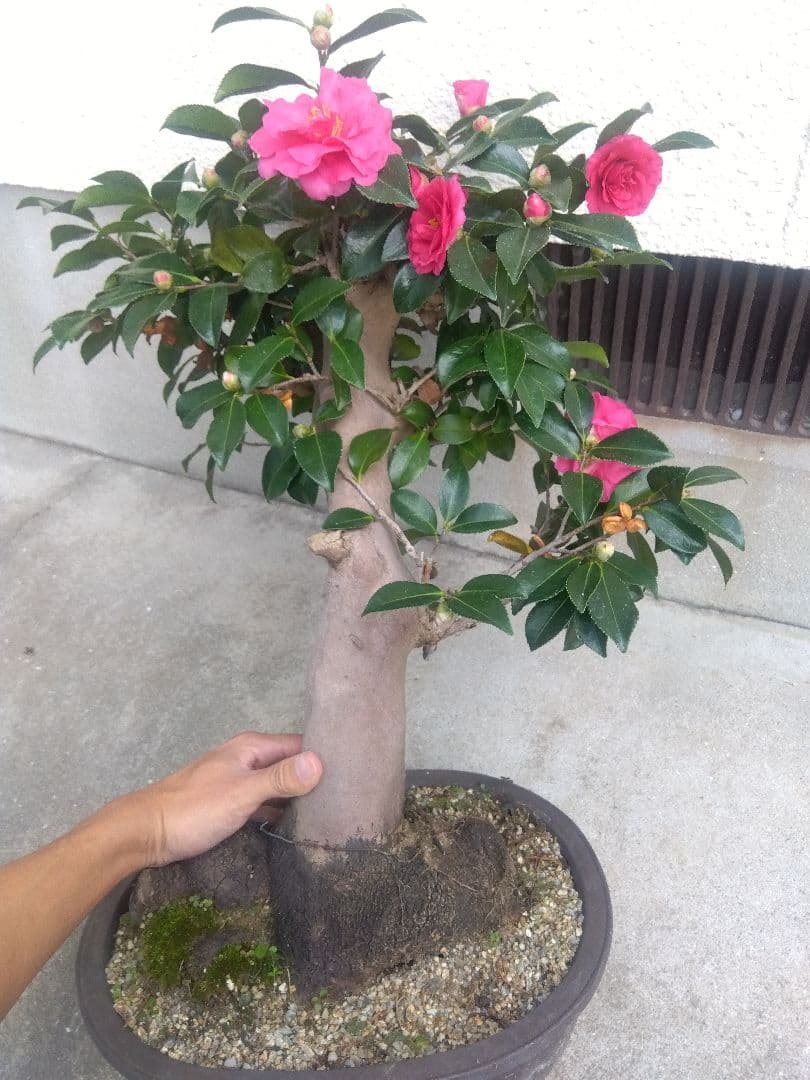 サザンカ　山茶花　盆栽　11号陶器鉢　幹太❗　①