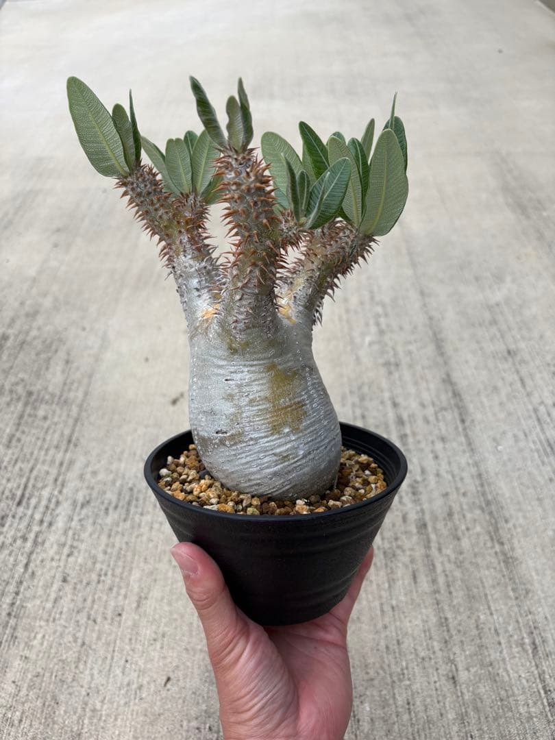 パキポディウム　ブレビカリックス