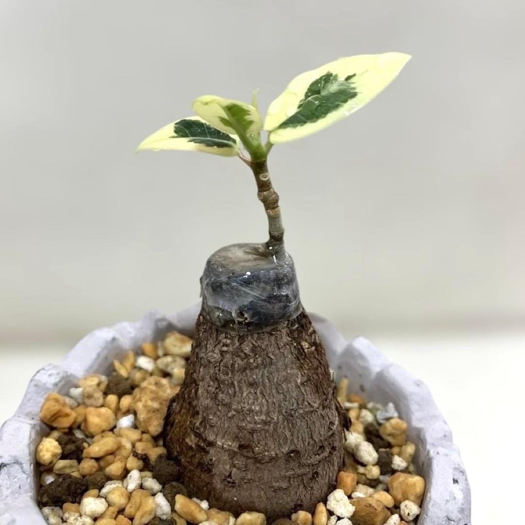 パンダガジュマル　斑入り　接木株