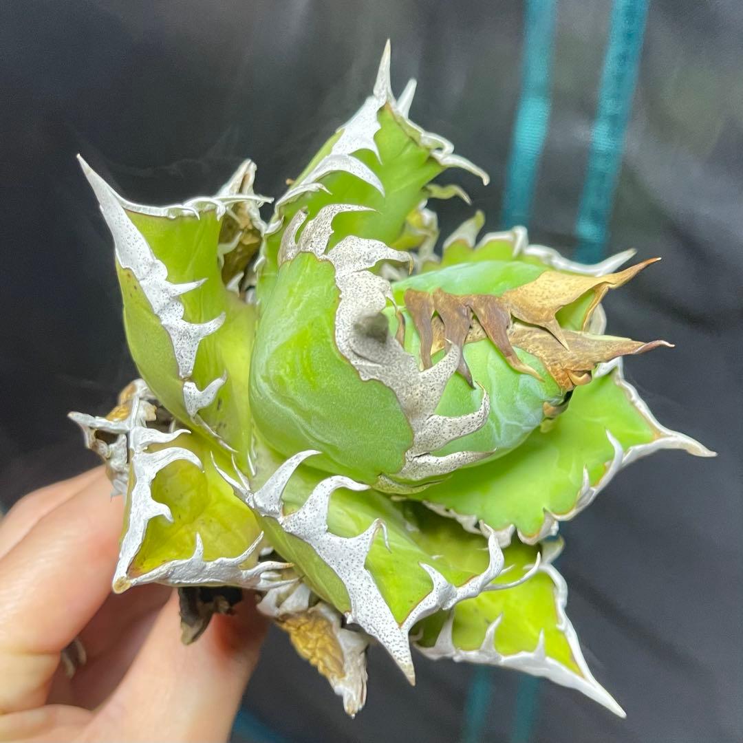 アガベ 赤猫 ドラゴンアガベ　Doragon agave