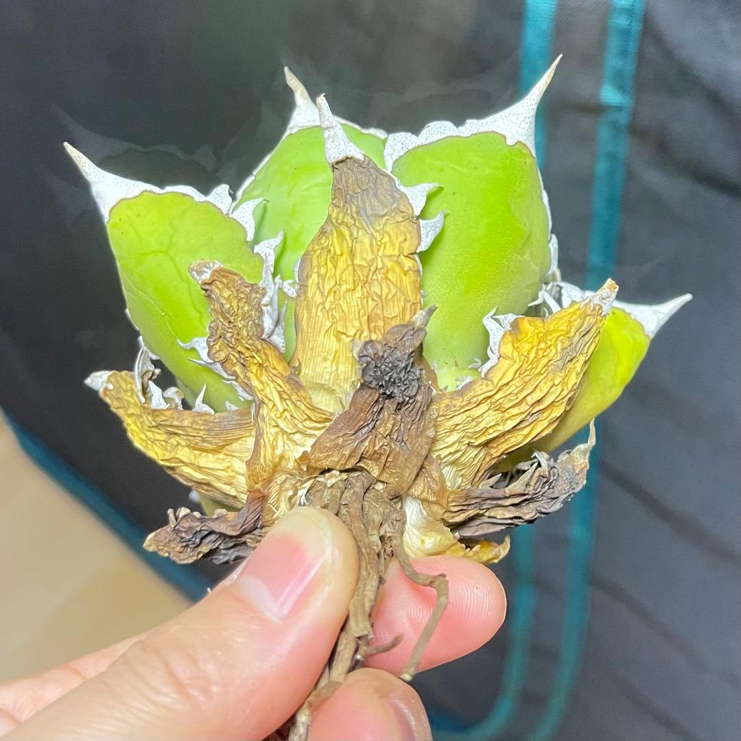 アガベ 赤猫 ドラゴンアガベ　Doragon agave