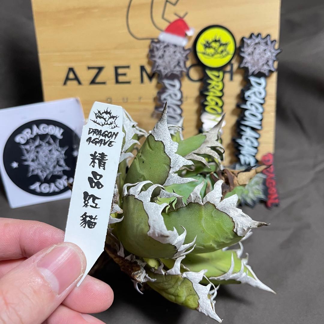 アガベ 赤猫 ドラゴンアガベ　Doragon agave