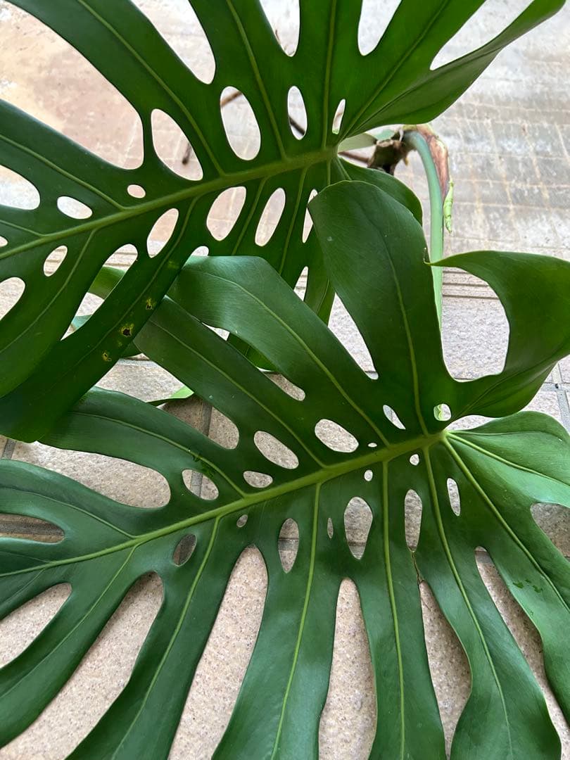 モンステラ　マクロコズム