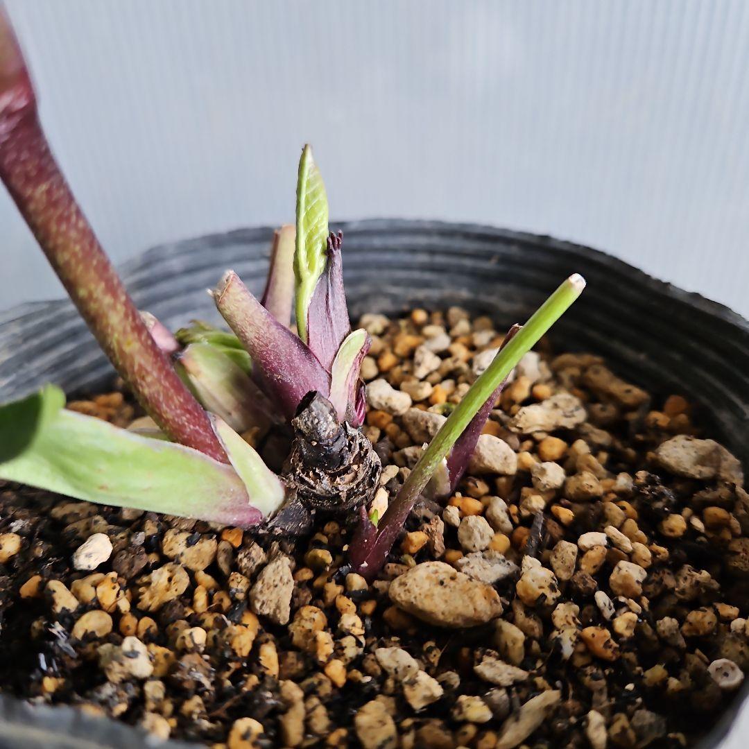 nile様ご購入苗㉕-215クリスマスローズ