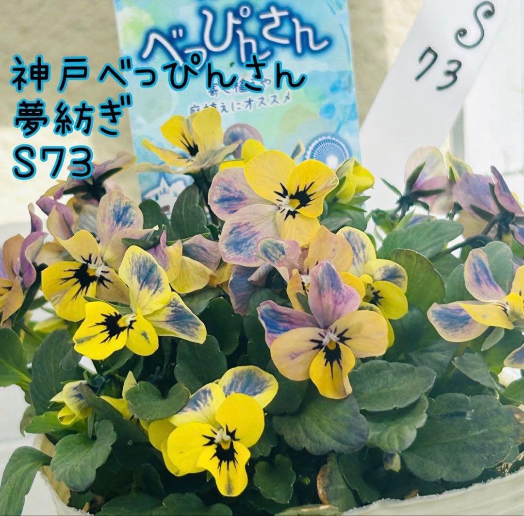 ともさま　✼••セール中••✼ＲＡ７３♥サトウ園芸　ローブドゥアントワネット