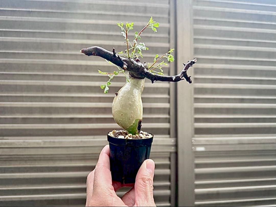 コミフォラ ピュアカタフ ソマリア産 コレクション 手乗り ぷっくり