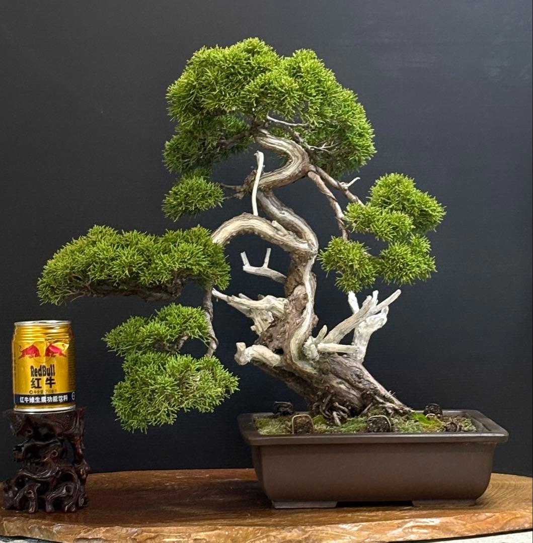 [盆栽]真柏/模様木