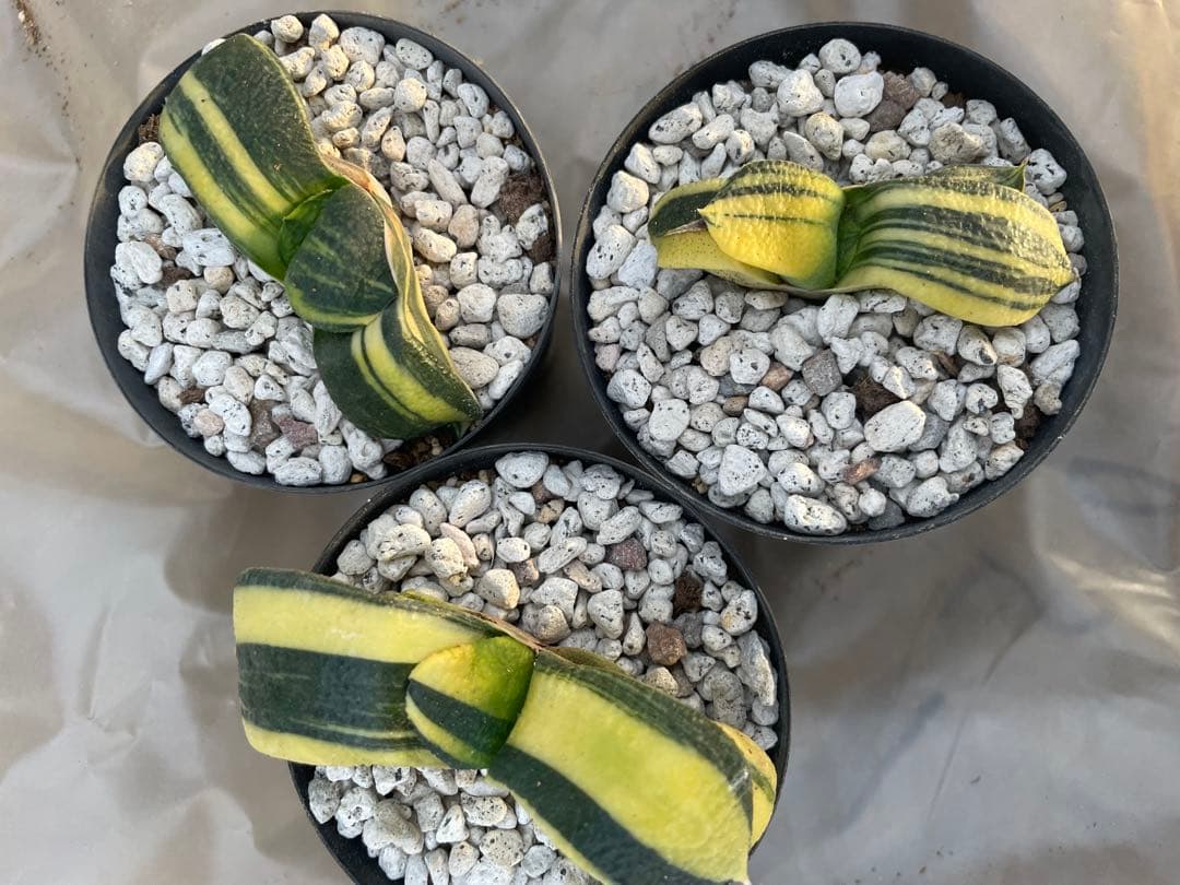 ガステリア 臥牛錦 3点セット