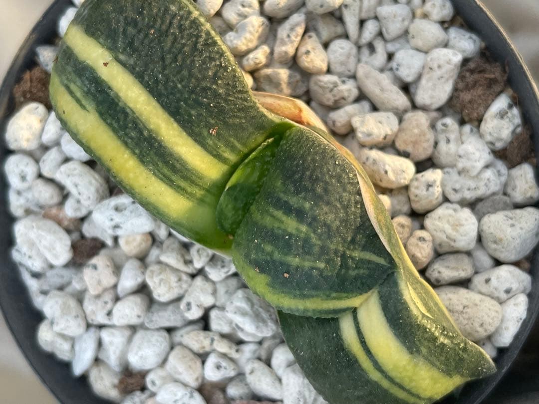 ガステリア 臥牛錦 3点セット
