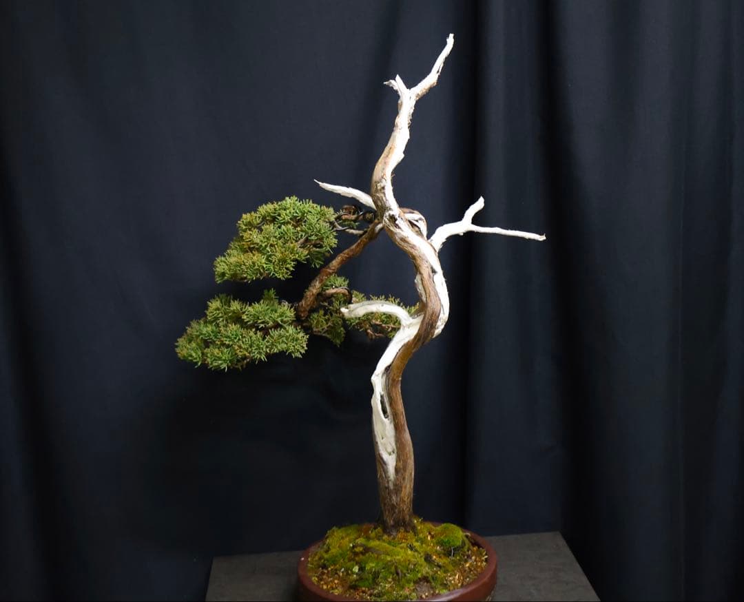 真柏 大品盆栽 シャリ芸 天シャリ　盆栽　樹高55cm