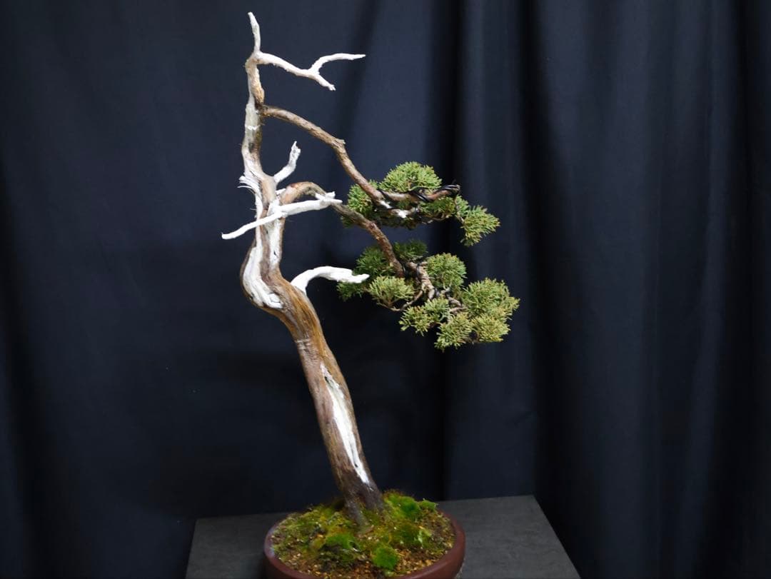 真柏 大品盆栽 シャリ芸 天シャリ　盆栽　樹高55cm