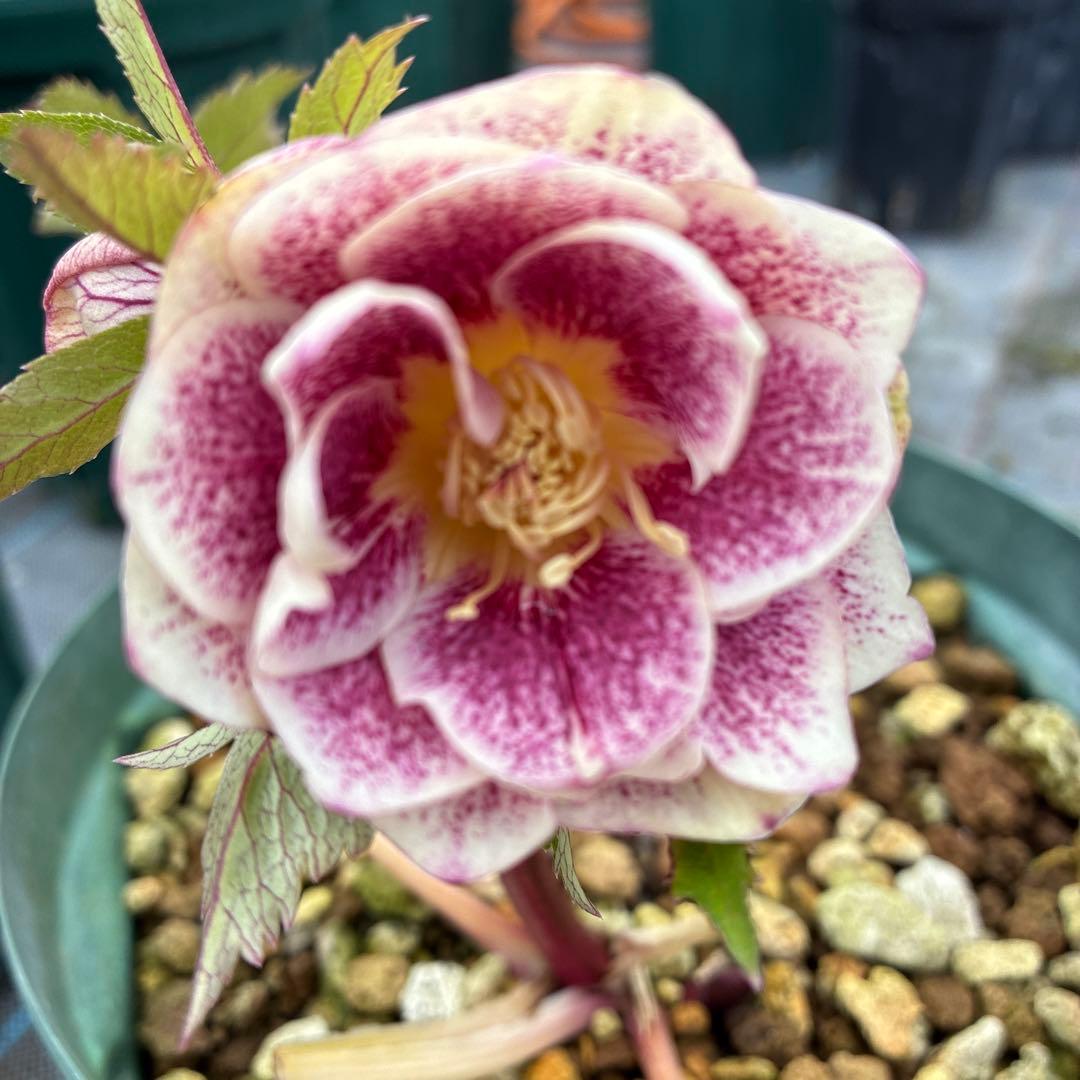 クリスマスローズ　ゴールド　加藤農園　６寸 開花途中