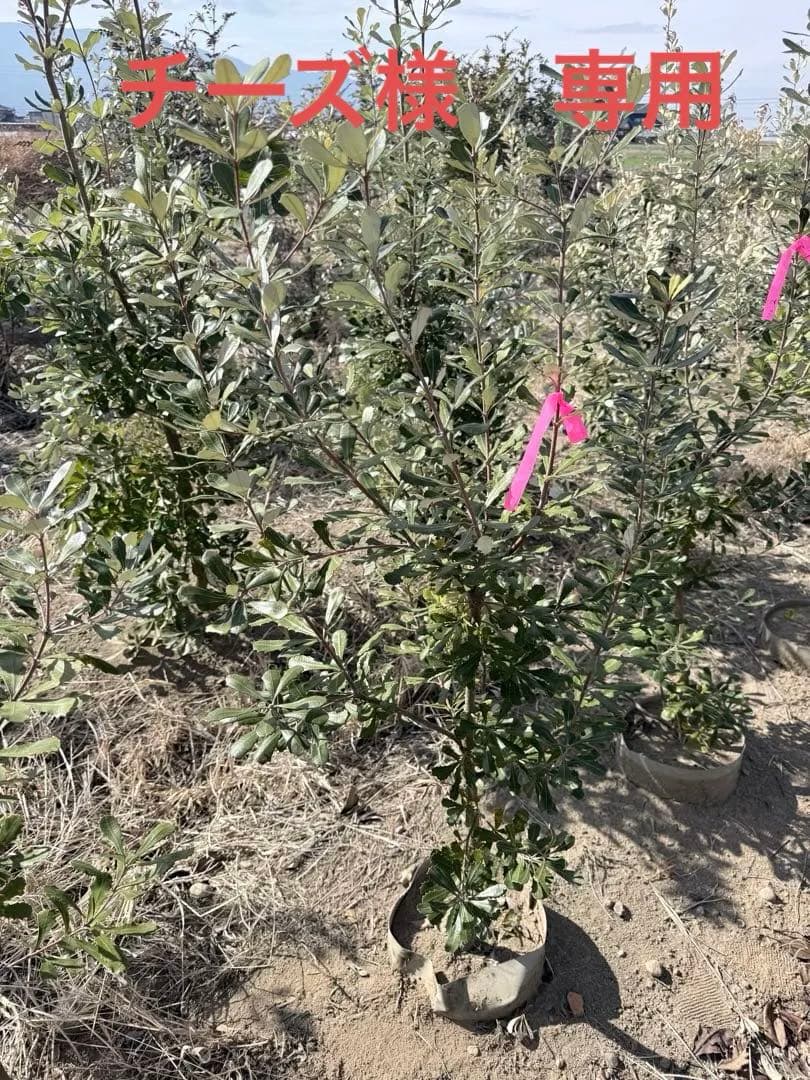 コーストバンクシア①