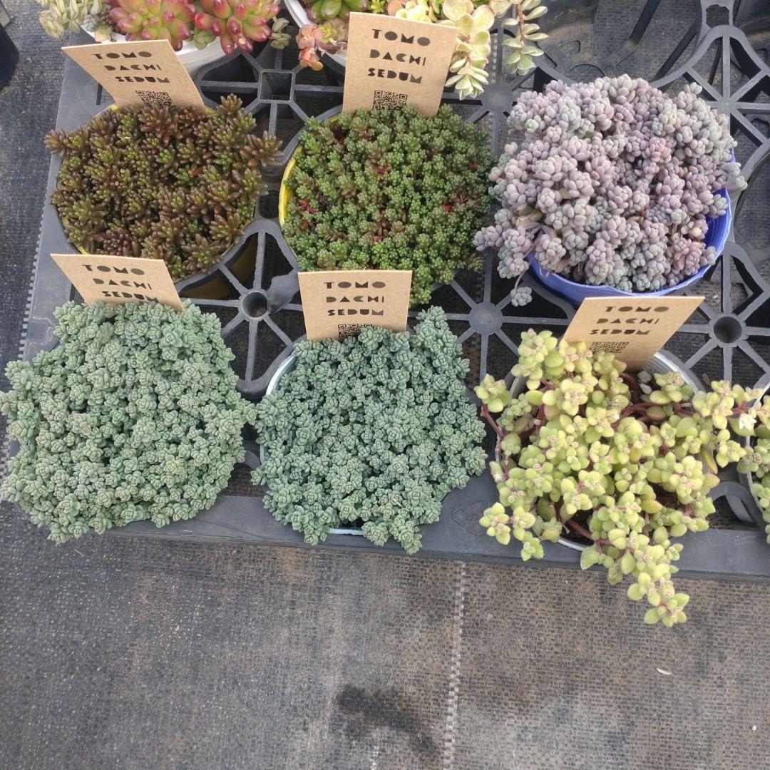 るるれれろさん専用